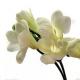 Яркая фрезия – ароматный цветок для дома или участка