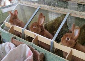 Крольчатник своими руками: схемы, размеры, чертежи и пошаговая инструкция постройки загона для кролей (115 фото) Клетки для кроликов из дерева своими руками