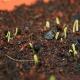 Технология выращивания луковичных культур: лилии и репчатого лука